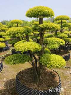 15公分造型亮晶女贞