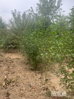 高度180厘米木槿