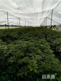 高度25厘米鸭脚木