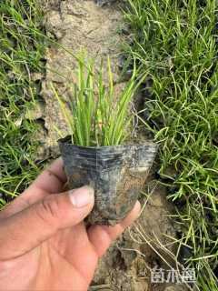 高度20厘米麦冬