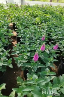 高度50厘米穗花婆婆纳