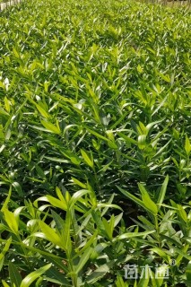 高度50厘米粉花夹竹桃