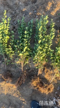 高度90厘米大叶黄杨小苗