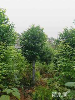 15公分深山含笑