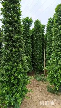 高度400厘米火山榕