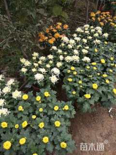 高度25厘米菊花