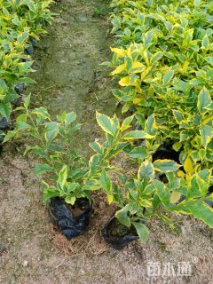 高度15厘米金边假连翘