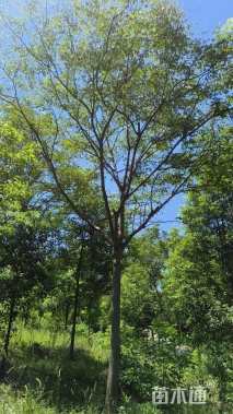 15公分栾树
