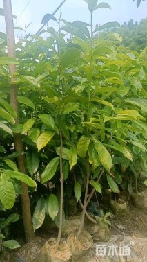 0.5公分乐昌含笑