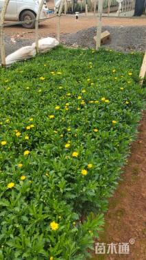 高度30厘米木春菊