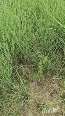 高度100厘米细叶芒