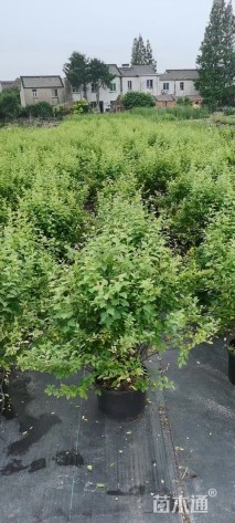 高度30厘米菱叶绣线菊