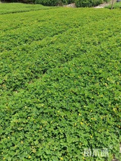 高度15厘米金花生