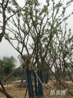 丛生朴树
