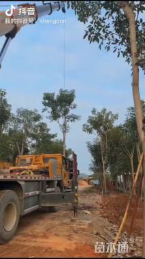 5公分红花风铃木