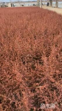 高度45厘米小丑火棘