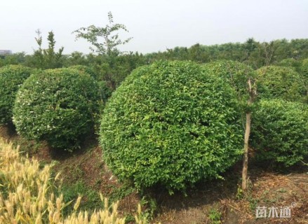 高度120厘米水蜡球