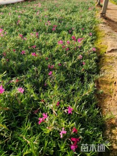 高度10厘米丛生福禄考