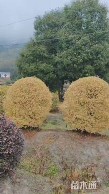 高度130厘米金姬水蜡球