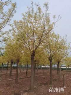 12公分金枝槐