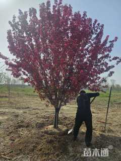 12公分绚丽海棠