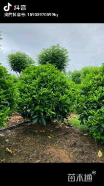 高度60厘米非洲茉莉球