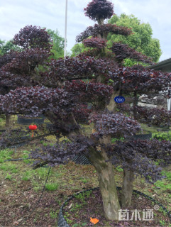 15公分造型红花继木桩