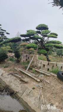 移栽苗造型罗汉松