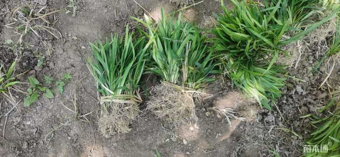 高度21厘米大花萱草