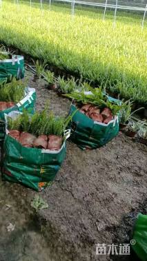 高度30厘米肾蕨