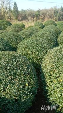 冠幅110厘米小叶女贞球