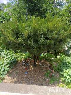 高度220厘米雀舌黄杨