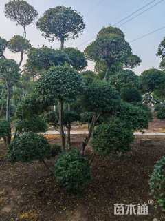 高度300厘米小叶女贞