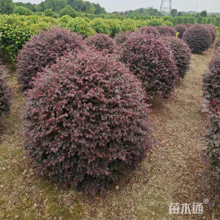 冠幅180厘米红花继木球