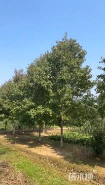 12公分美国红枫