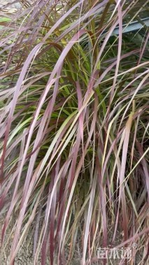 高度70厘米紫叶狼尾草