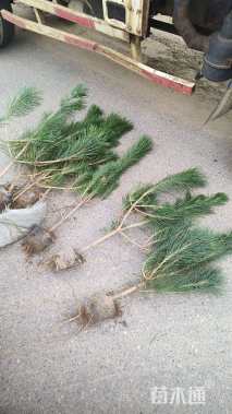 高度180厘米侧柏