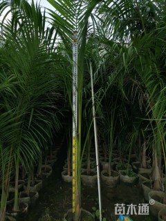 裸干高180厘米大王椰子