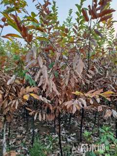 高度200厘米板栗