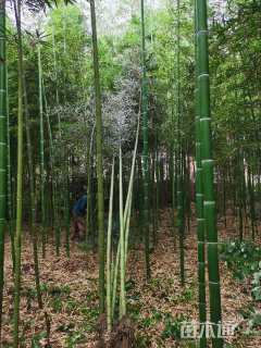 地栽苗雷竹