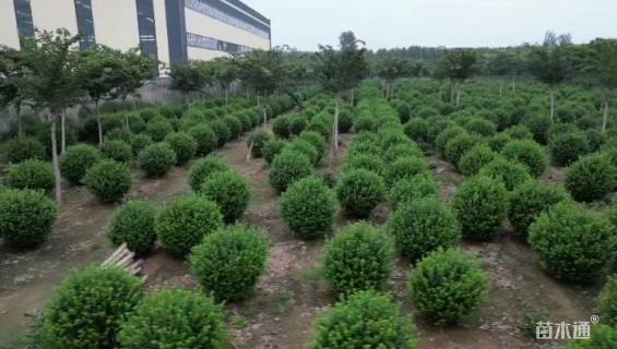 冠幅150厘米卫矛球