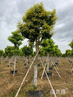 12公分海南红豆