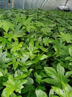 高度20厘米八角金盘小苗