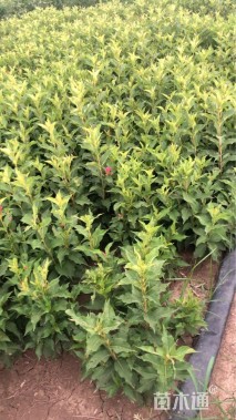 高度55厘米红王子锦带