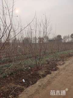 高度400厘米丛生茶条槭