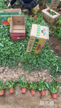 高度30厘米鼠尾草