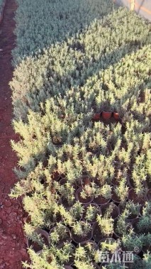 高度15厘米迷迭香