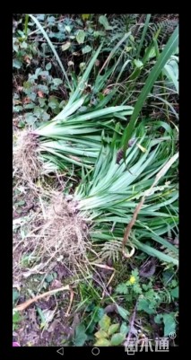 高度20厘米鸢尾