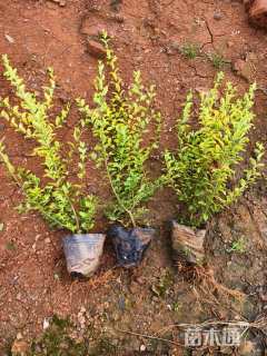 小杯苗亮晶女贞小苗