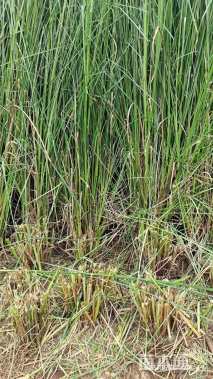 高度60厘米香根草